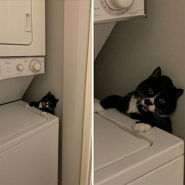 Funny Animals (40 pics)