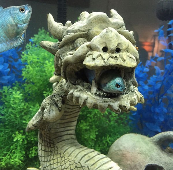 Funny Animals (40 pics)