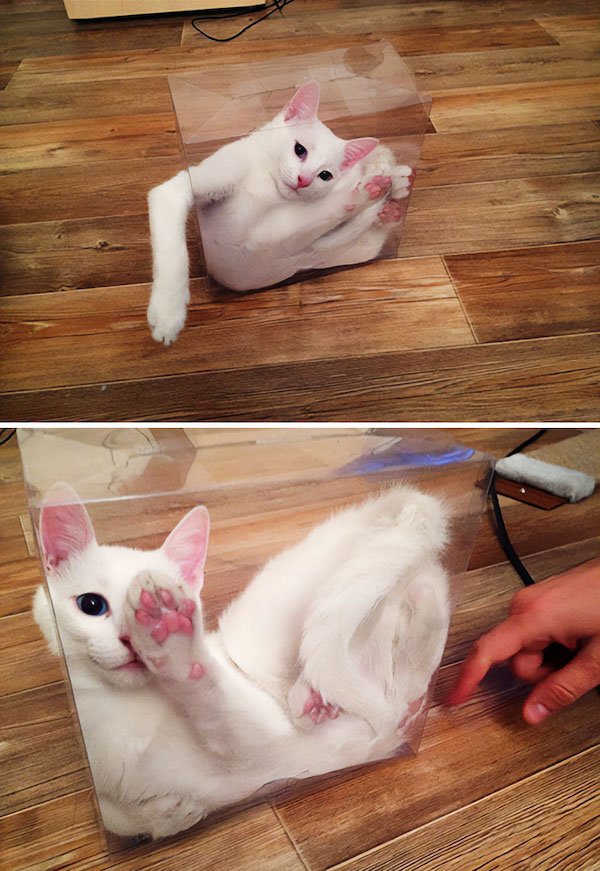 Funny Animals (40 pics)