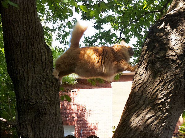 Funny Animals (40 pics)