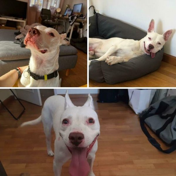 Adopted Pets To Warm Your Heart (45 pics)