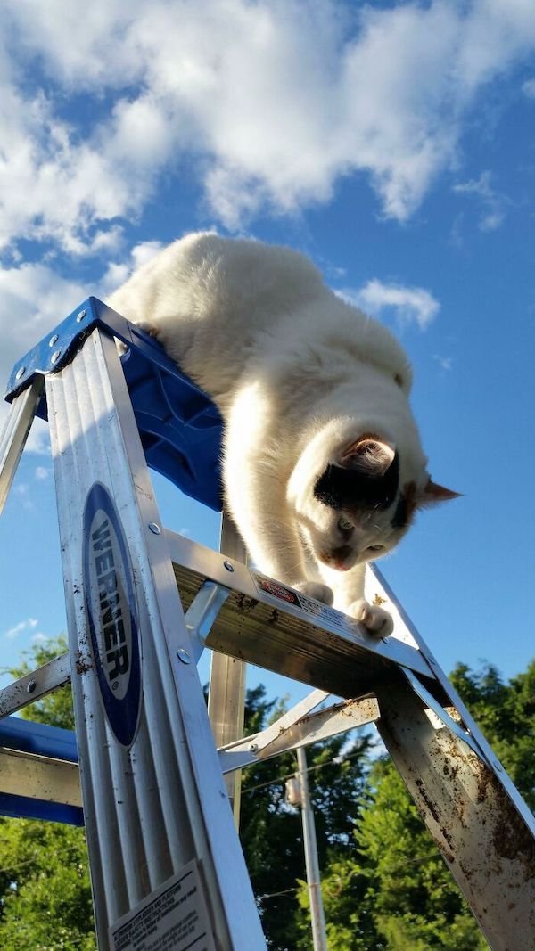Funny Animals (40 pics)