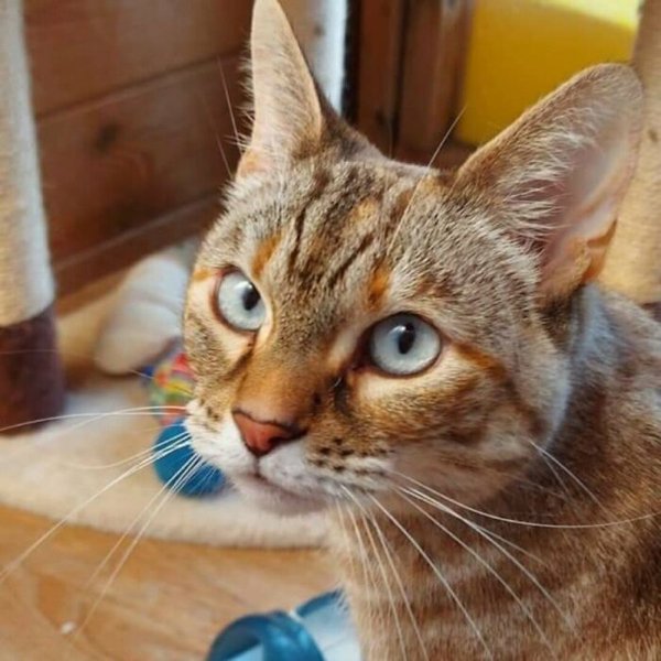 Adopted Pets To Warm Your Heart (45 pics)