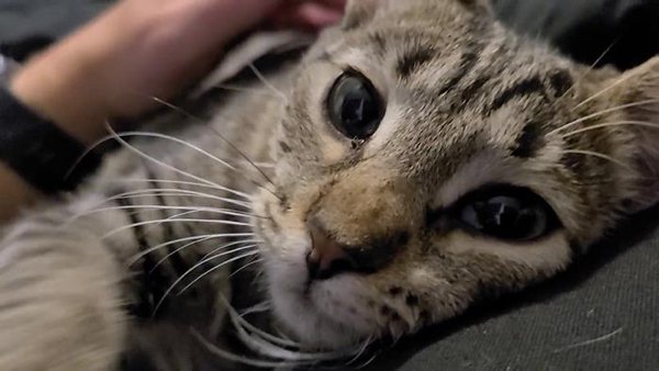 Adopted Pets To Warm Your Heart (45 pics)