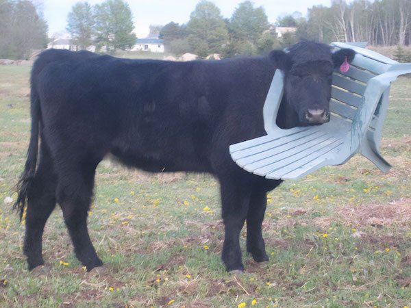 Funny Animals (40 pics)