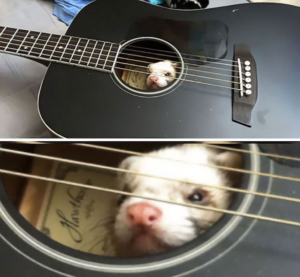 Funny Animals (40 pics)