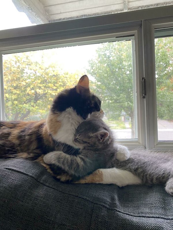 Adopted Pets To Warm Your Heart (45 pics)