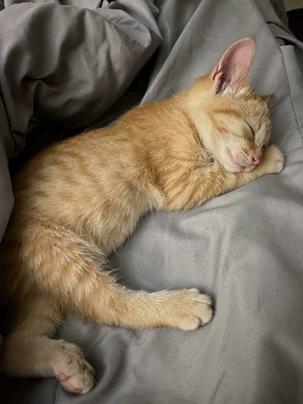 Adopted Pets To Warm Your Heart (45 pics)