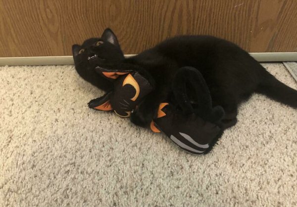 Adopted Pets To Warm Your Heart (45 pics)
