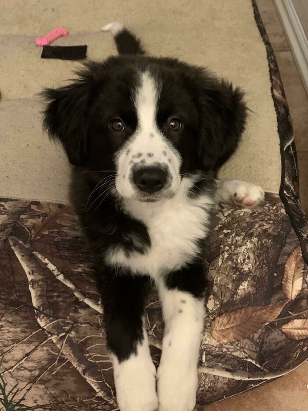 Adopted Pets To Warm Your Heart (45 pics)