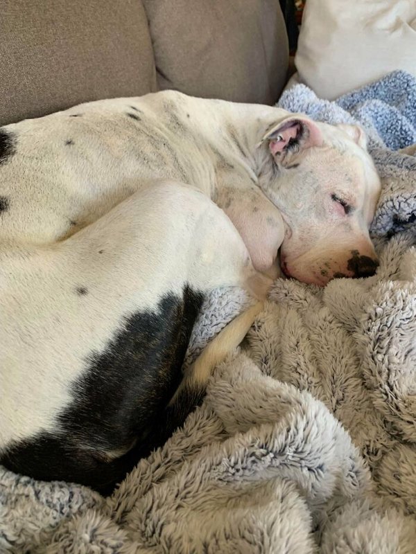 Adopted Pets To Warm Your Heart (45 pics)
