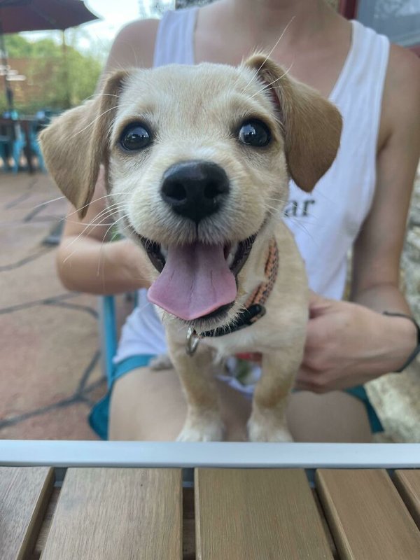 Adopted Pets To Warm Your Heart (45 pics)