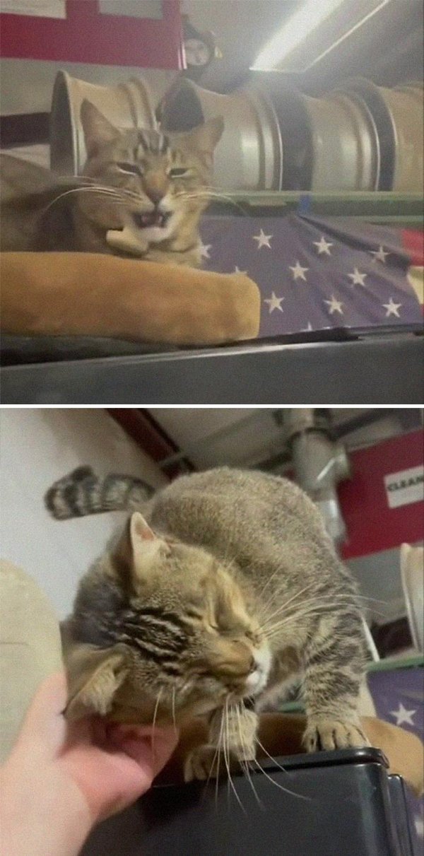 Adopted Pets To Warm Your Heart (45 pics)