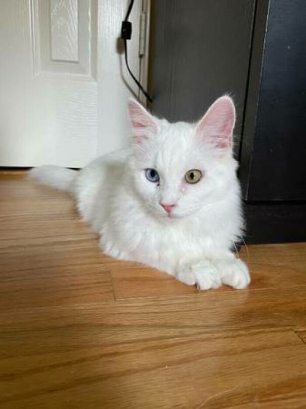 Adopted Pets To Warm Your Heart (45 pics)