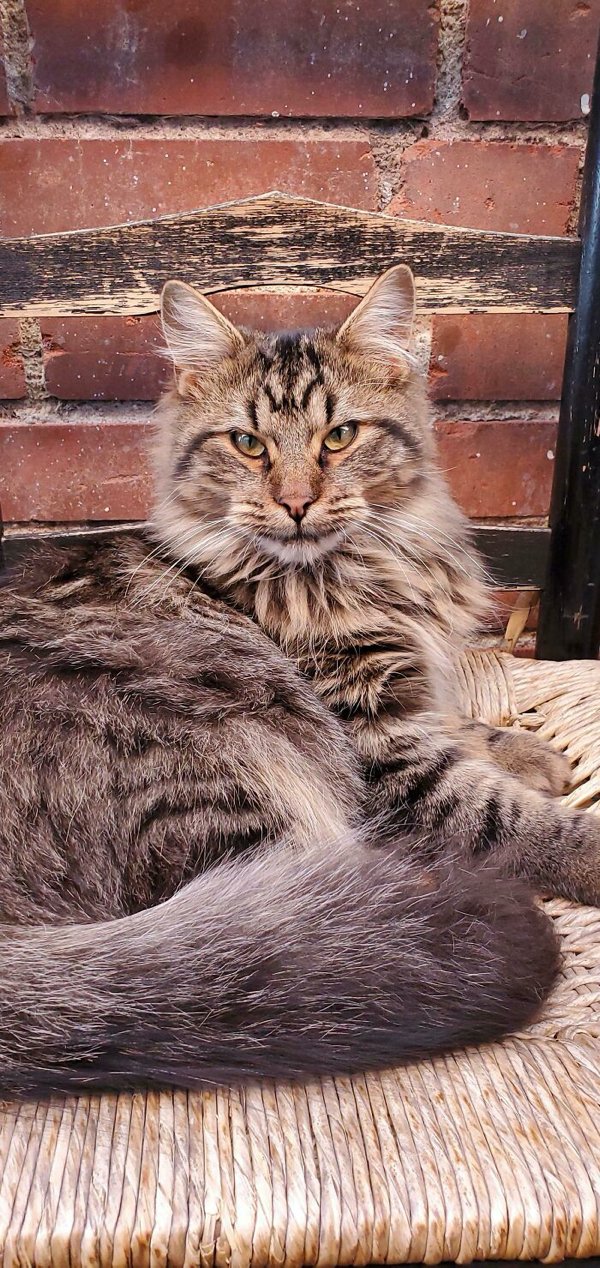 Adopted Pets To Warm Your Heart (45 pics)