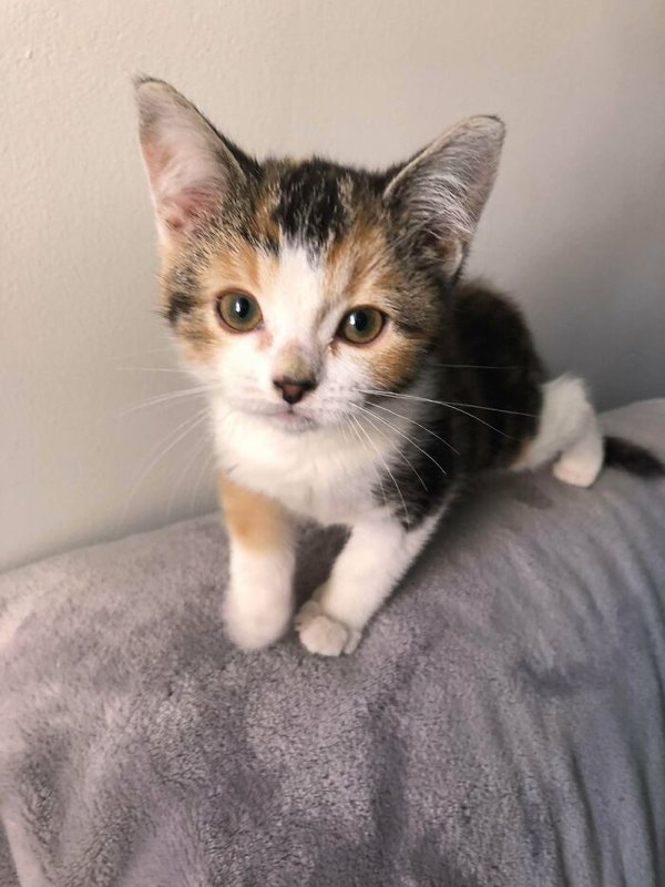 Adopted Pets To Warm Your Heart (45 pics)