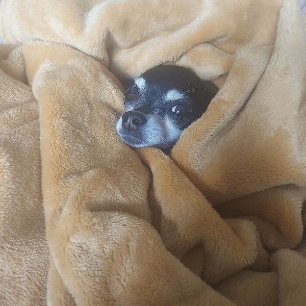 Adopted Pets To Warm Your Heart (45 pics)
