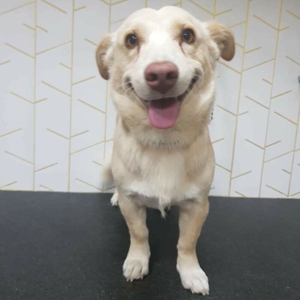 Adopted Pets To Warm Your Heart (45 pics)