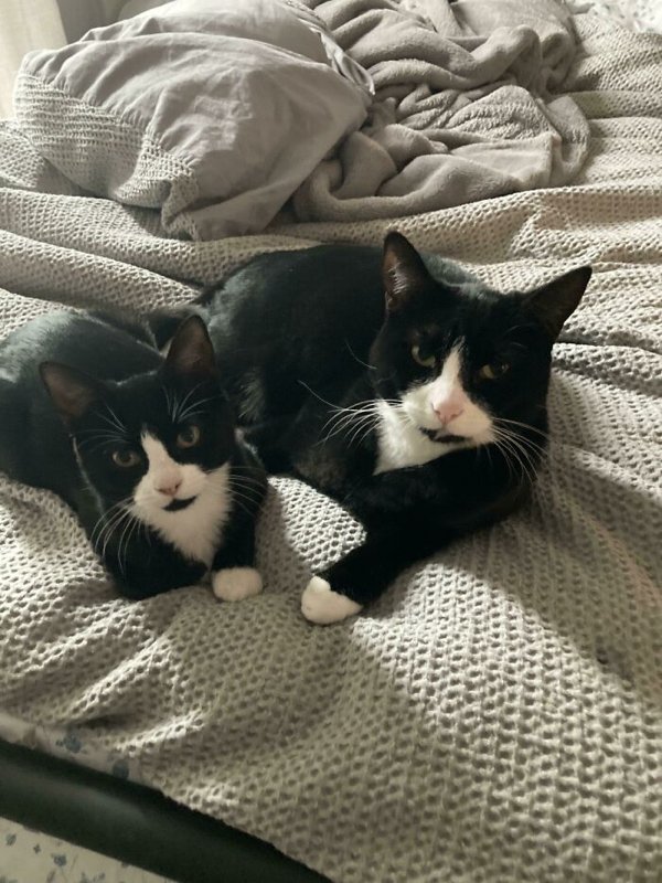 Adopted Pets To Warm Your Heart (45 pics)