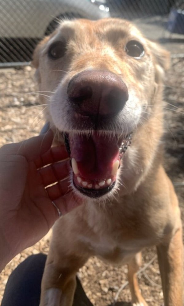 Adopted Pets To Warm Your Heart (45 pics)