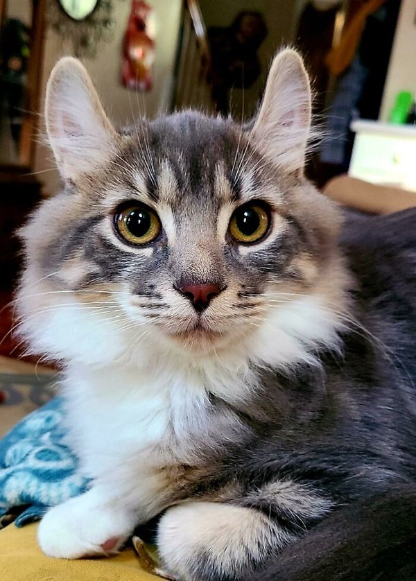 Adopted Pets To Warm Your Heart (45 pics)