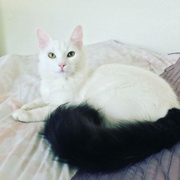 Adopted Pets To Warm Your Heart (45 pics)