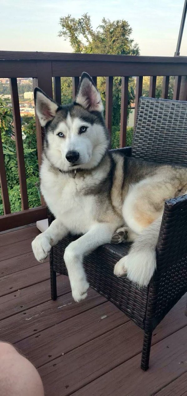 Adopted Pets To Warm Your Heart (45 pics)