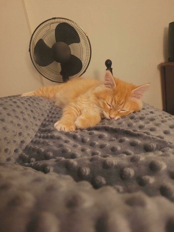Adopted Pets To Warm Your Heart (45 pics)