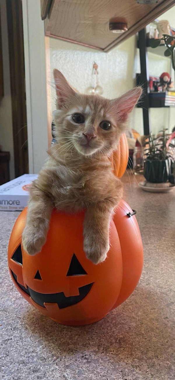 Adopted Pets To Warm Your Heart (45 pics)