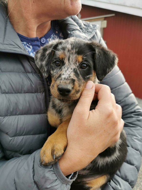 Adopted Pets To Warm Your Heart (45 pics)