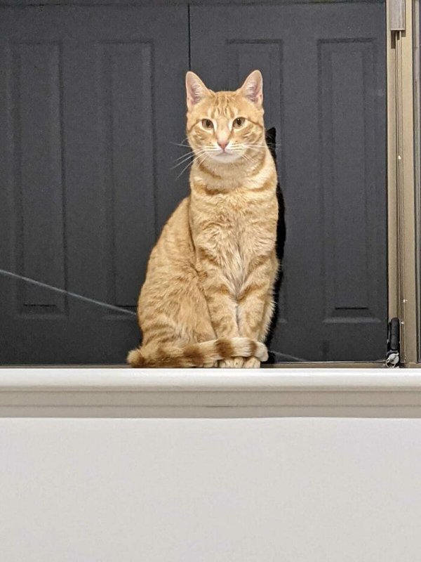 Adopted Pets To Warm Your Heart (45 pics)