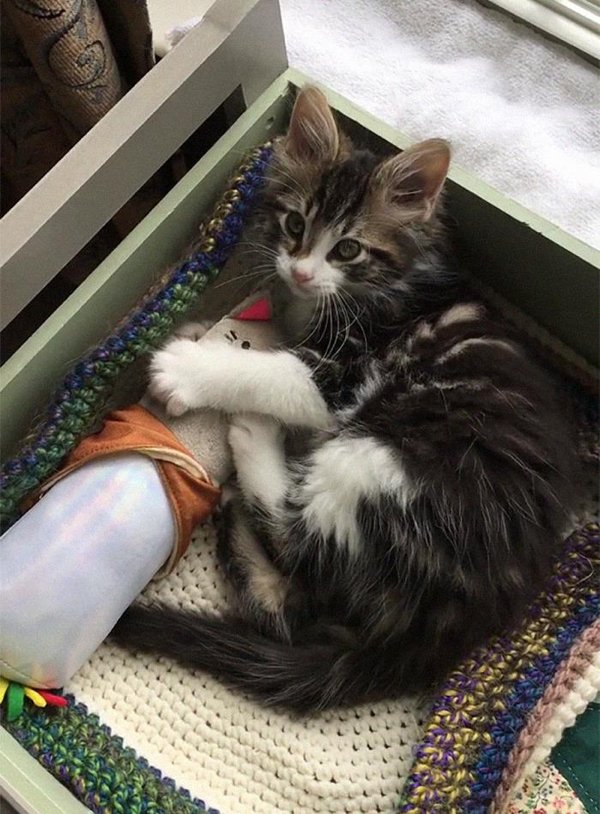 Adopted Pets To Warm Your Heart (45 pics)