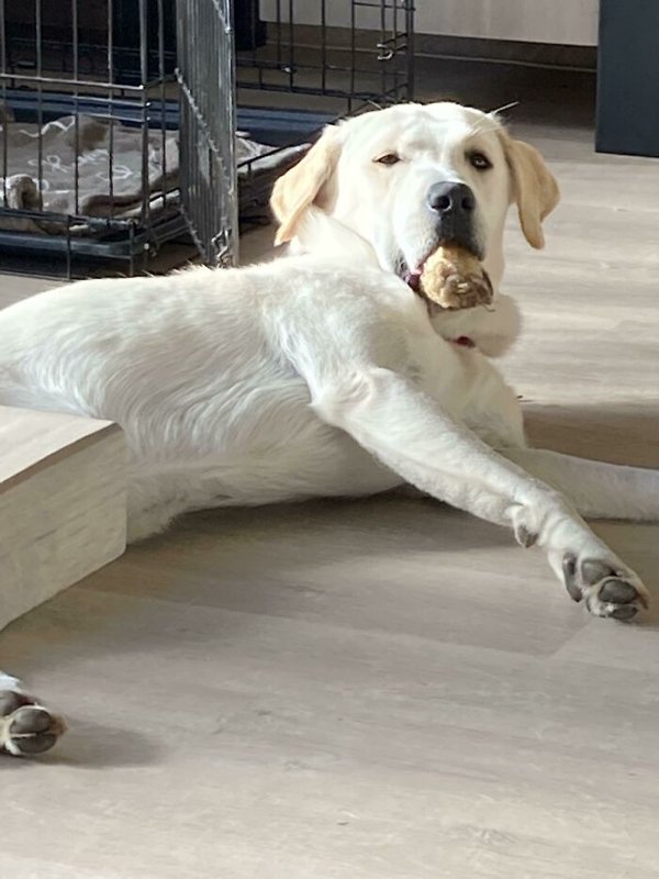 Adopted Pets To Warm Your Heart (45 pics)