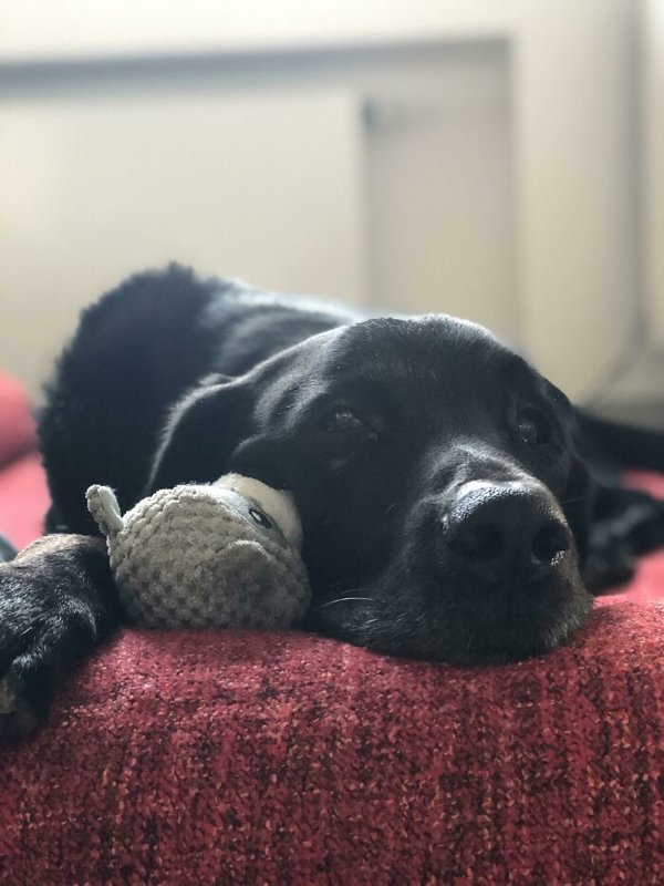 Adopted Pets To Warm Your Heart (45 pics)