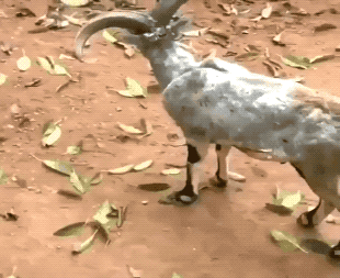 Wins And Fails (36 gifs)