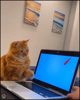 Wins And Fails (36 gifs)