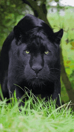 Acid Gifdump, November 4 (25 gifs)