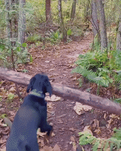 Acid Gifdump, November 4 (25 gifs)
