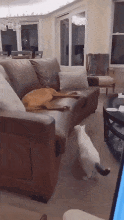 Acid Gifdump, November 4 (25 gifs)