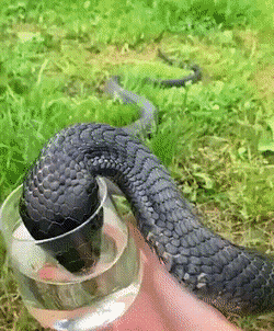 Acid Gifdump, November 4 (25 gifs)