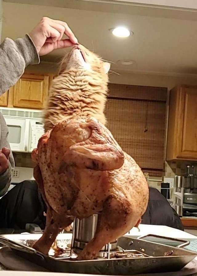 Funny Photos (49 pics)