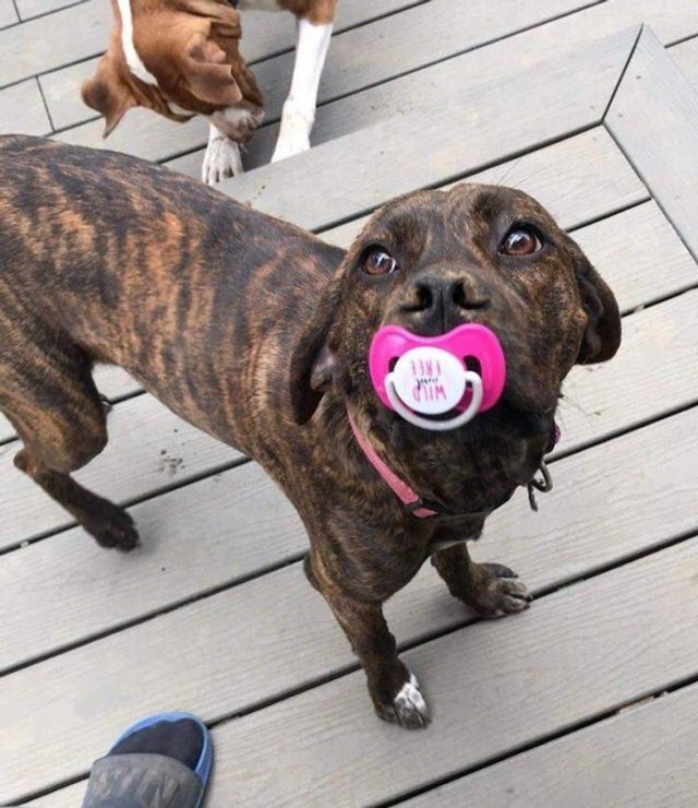 Funny Photos (49 pics)