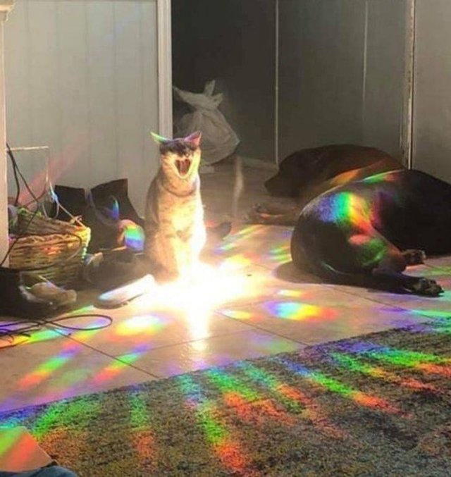 Funny Photos (49 pics)