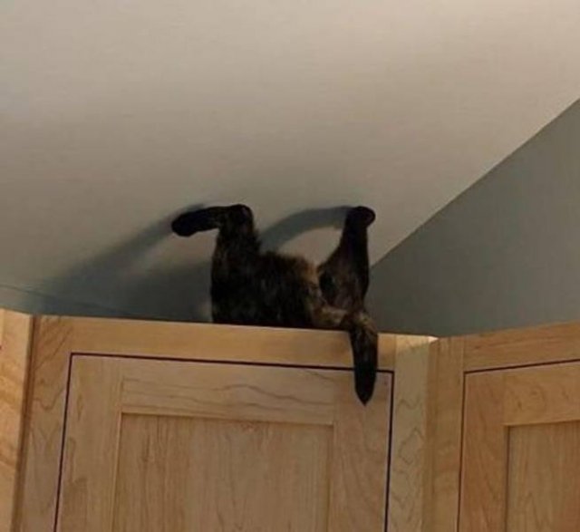 Funny Photos (49 pics)