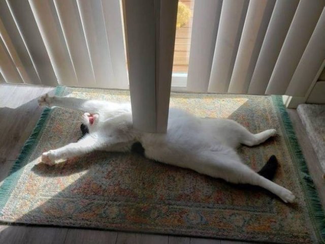 Funny Photos (49 pics)