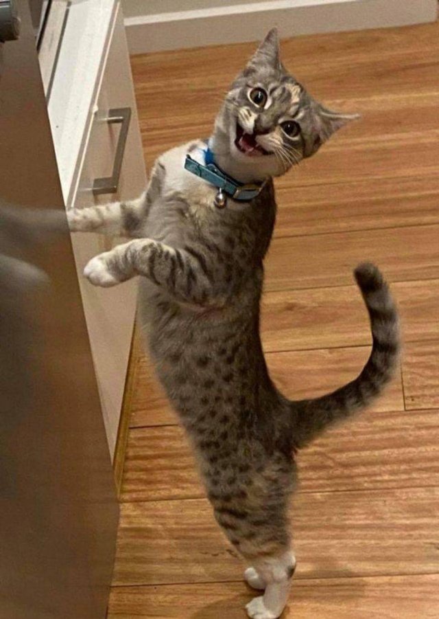 Funny Photos (49 pics)