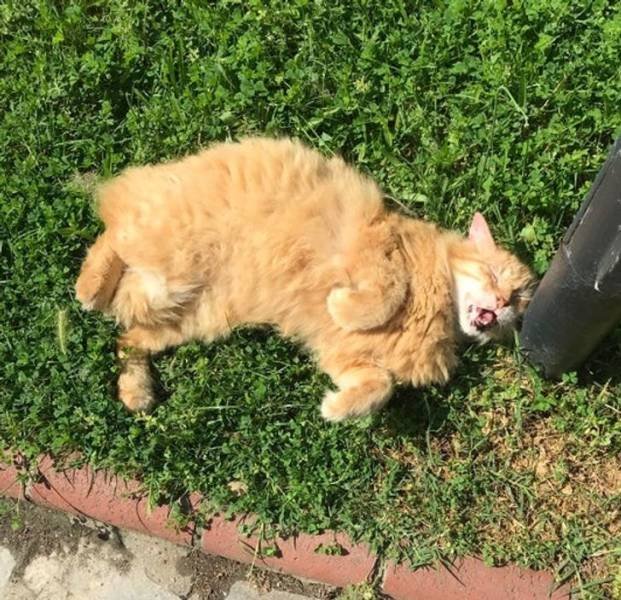 Funny Photos (49 pics)