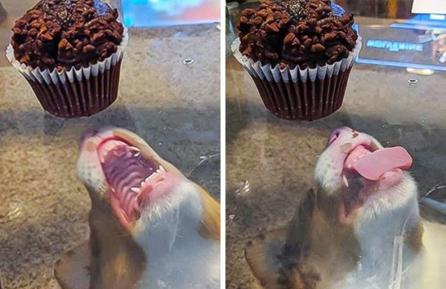 Funny Photos (49 pics)