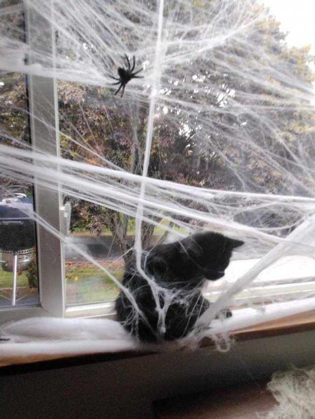Funny Photos (49 pics)