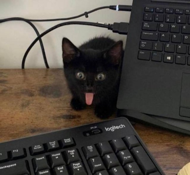 Funny Photos (49 pics)